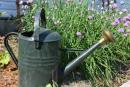 Watering Can - Water wanted