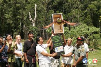 Born to be wild - Changeable Hawk Eagles & Brahminy kites set free at ancient forest, Lake Tamblingan, Bali