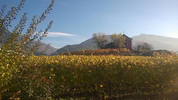 Sierre Vineyard